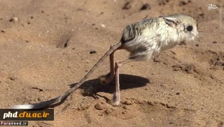 جانورانی که تاکنون ندیده اید