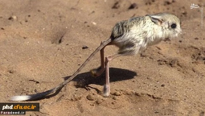 جانورانی که تاکنون ندیده اید