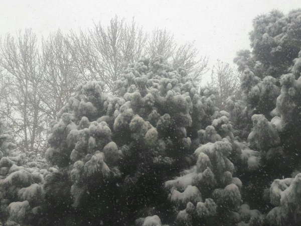 نمای برفی پردیس شهید هاشمی نژاد در بارش اولین برف 95