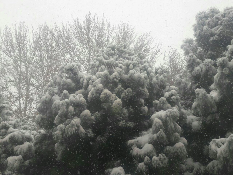 نمای برفی پردیس شهید هاشمی نژاد در بارش اولین برف 95