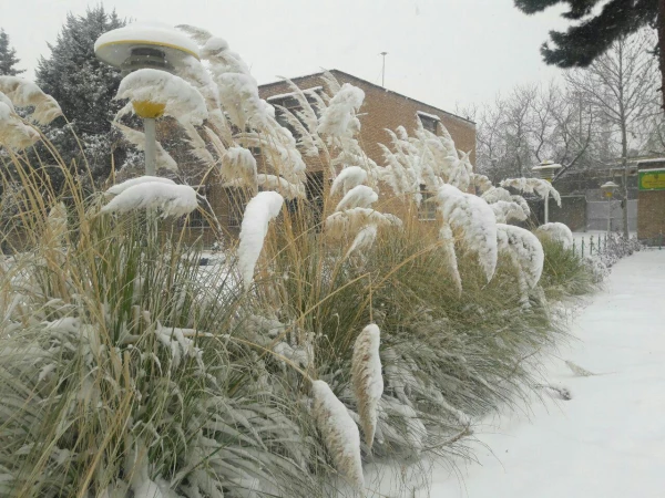 نمای برفی پردیس شهید هاشمی نژاد در بارش اولین برف 95