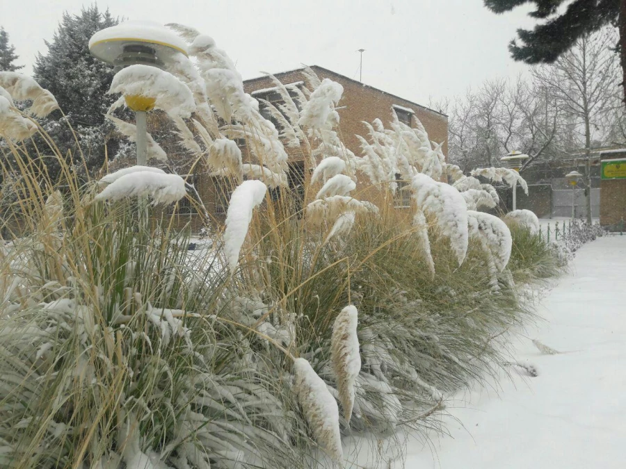 نمای برفی پردیس شهید هاشمی نژاد در بارش اولین برف 95